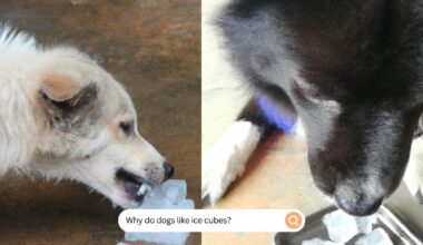 Why Do Dogs Like Ice Cubes