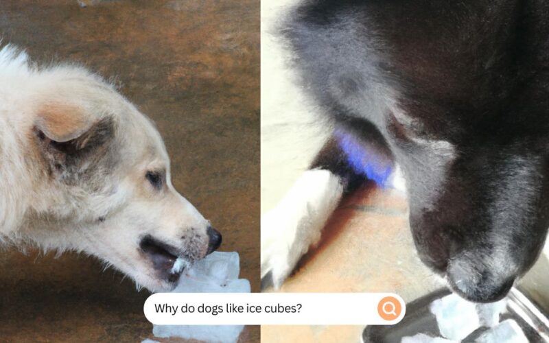 Why Do Dogs Like Ice Cubes