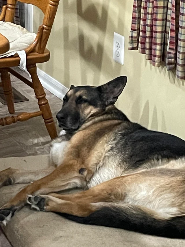 Why Does Your Dog Sleep In The Kitchen