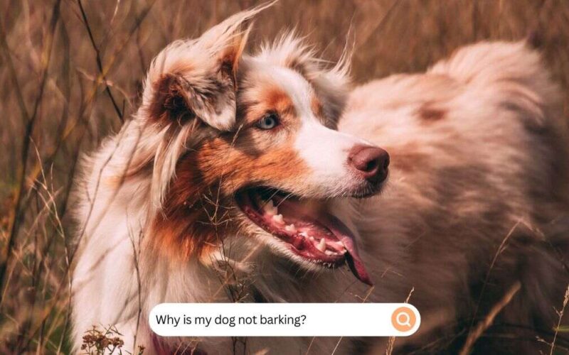 Why is my dog not barking (1)