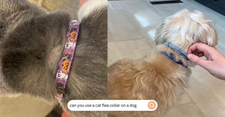 can you use a cat flea collar on a dog