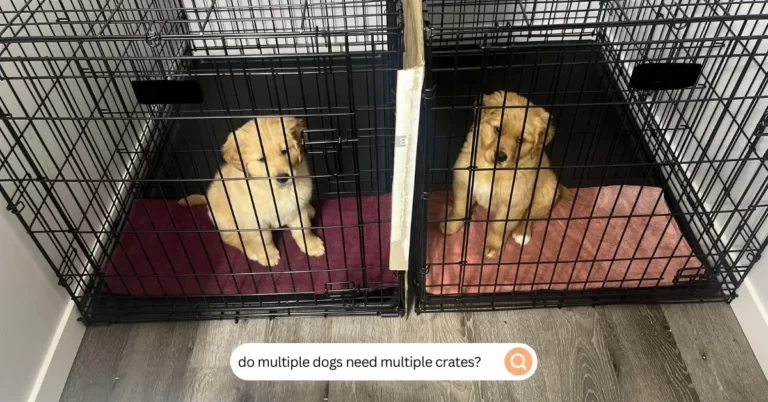 do multiple dogs need multiple crate