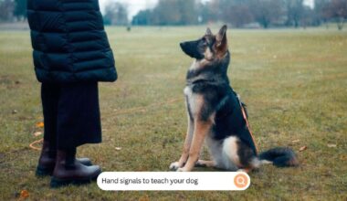 hand signals to teach your dog (1)