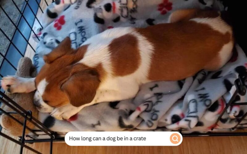 how long can a dog be in a crate