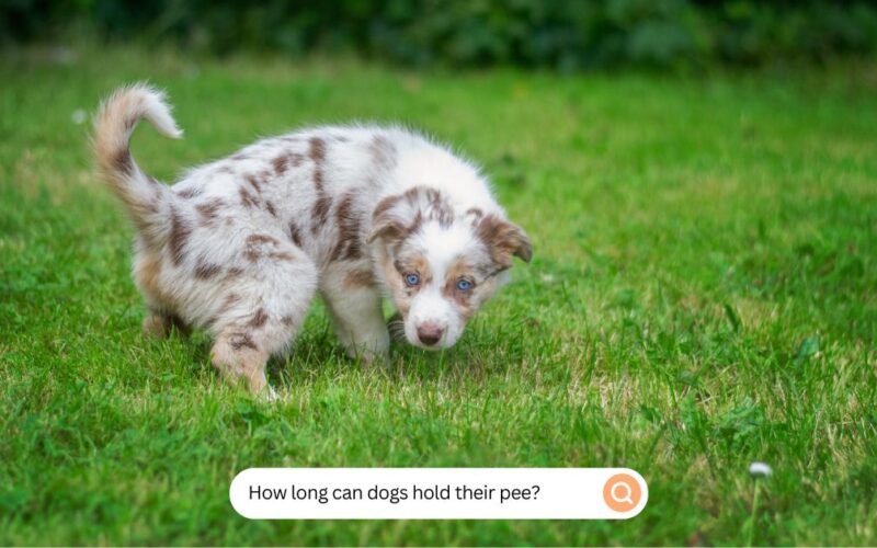 how long can dogs hold their pee