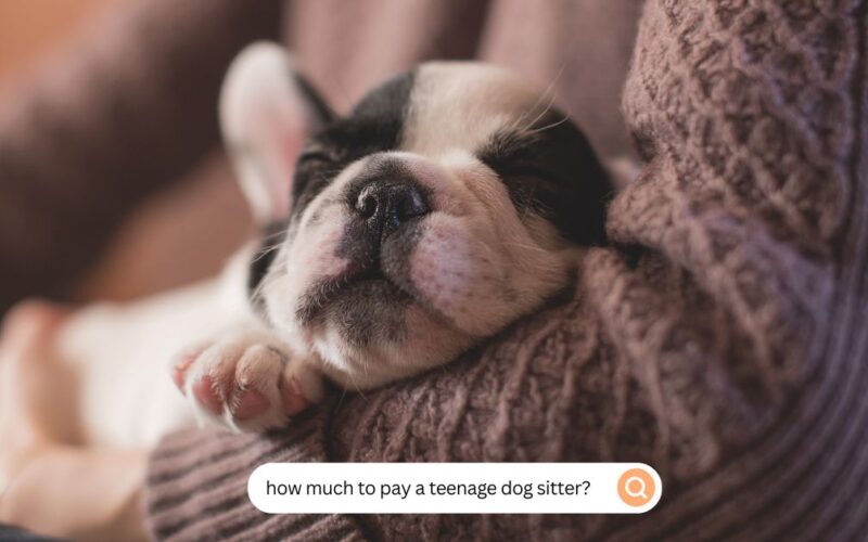 how much to pay a teenage dog sitter?