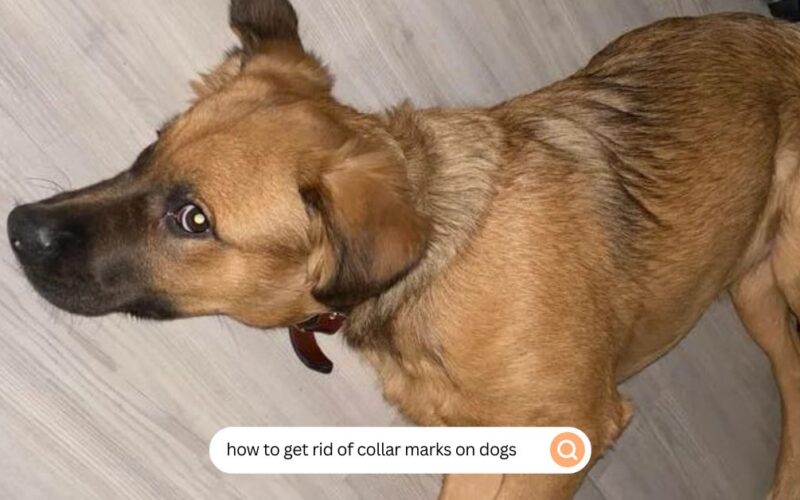 how to get rid of collar marks on dogs