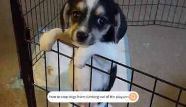how to stop dogs from climbing out of the playpen