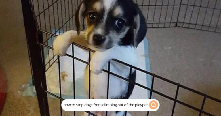 how to stop dogs from climbing out of the playpen