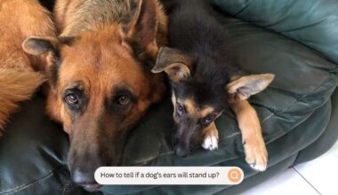 How To Tell If A Dog's Ears Will Stand Up?