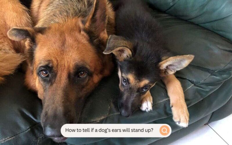 How To Tell If A Dog's Ears Will Stand Up?