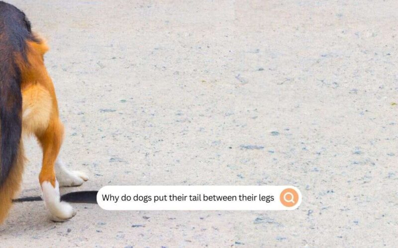 why do dogs put their tail betwe