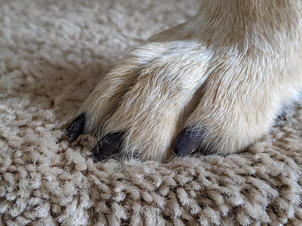 Are Dogs’ Nails Supposed to Clic