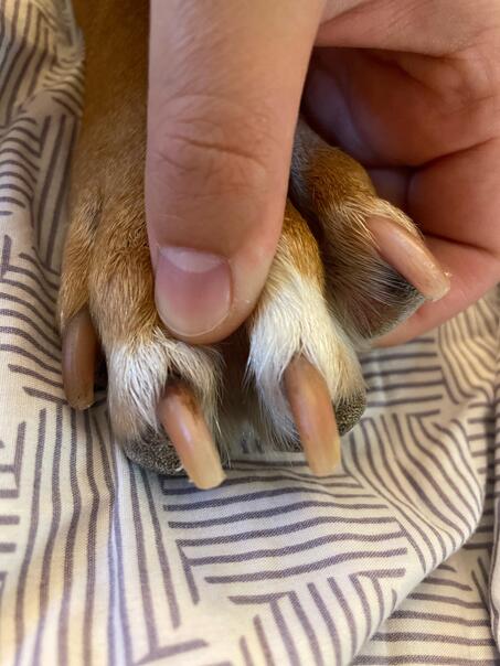 How Long Should Dog Nails Be (1)