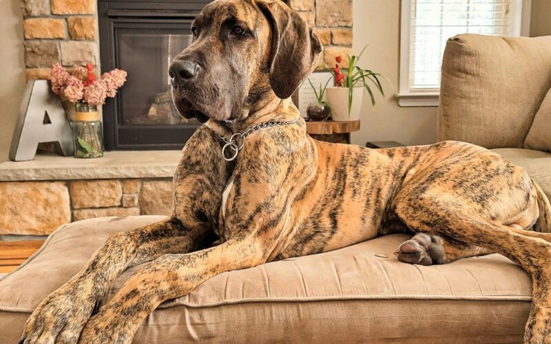Can Great Danes Live Outside