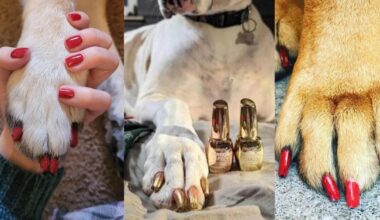 Can You Use Human Nail Polish On Dogs