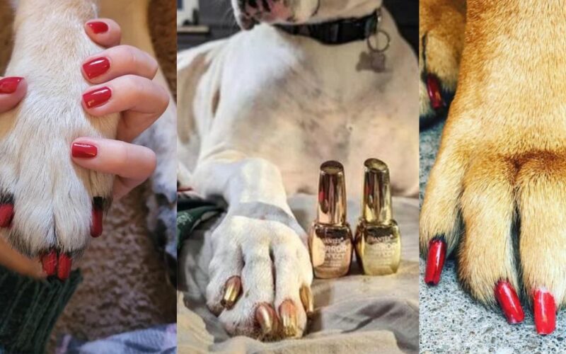 Can You Use Human Nail Polish On Dogs