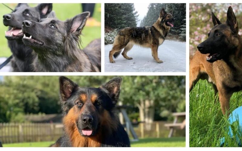Dogs That Look Like German Shepherds