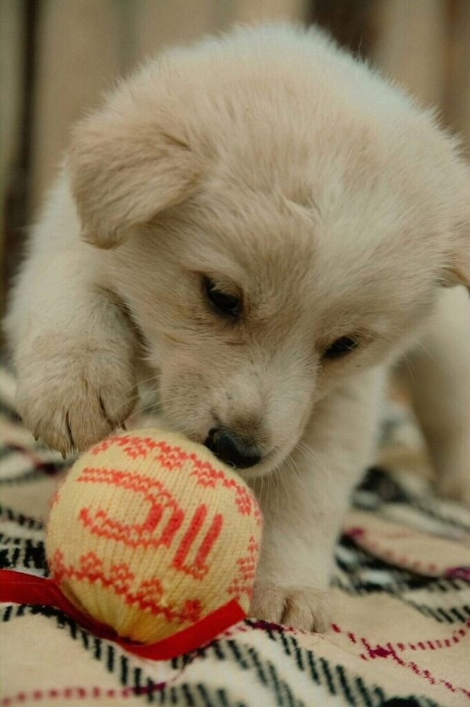 Prevent Your Dog from Chewing on Baseballs