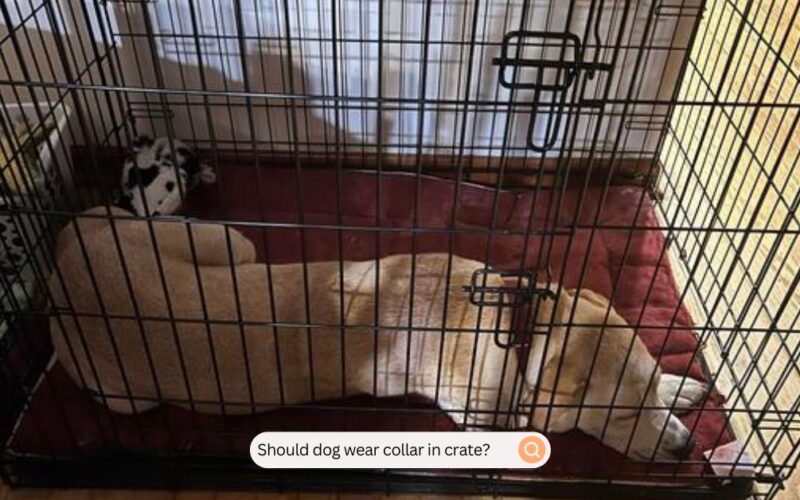 Should Dog Wear Collar In Crate
