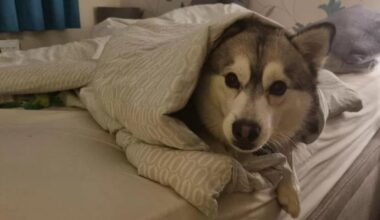 8 signs that your dog is feeling cold is vital