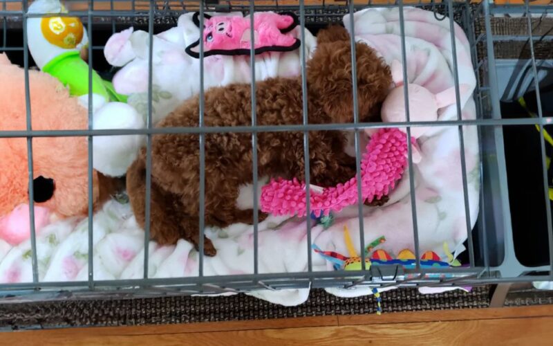 Bright and dark side of leaving toys in the puppy’s crate that you should know