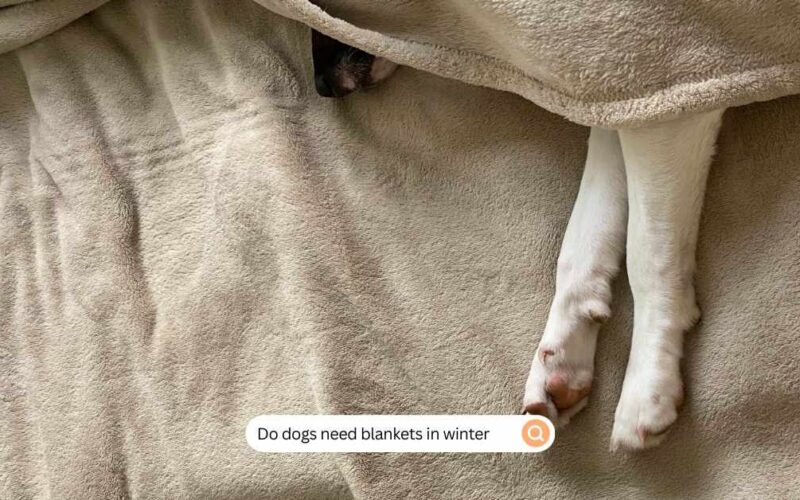 Do dogs need blankets in winter (1)