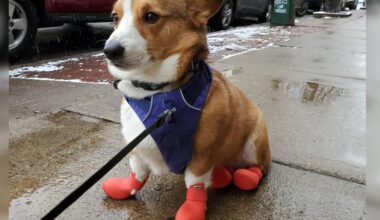 Does My Dog Need Winter Boots?