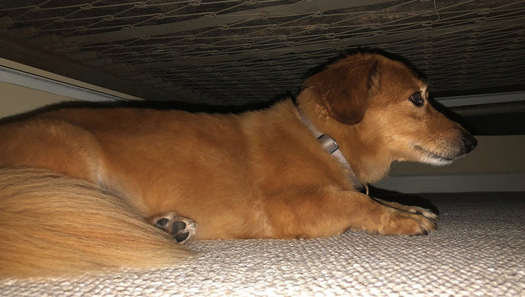 How to Stop Dog From Going Under the Bed