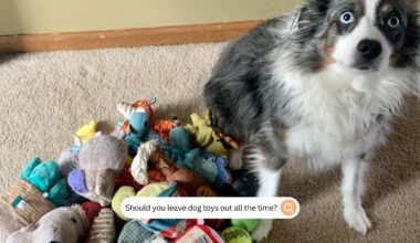 Should You Leave Dog Toys Out All The Time?