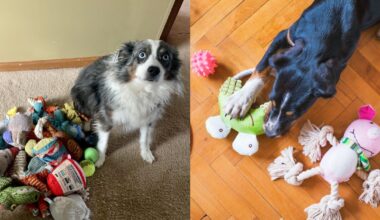 This is how many toys your dog should have (It depends)