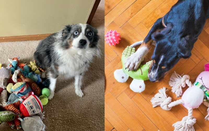This is how many toys your dog should have (It depends)