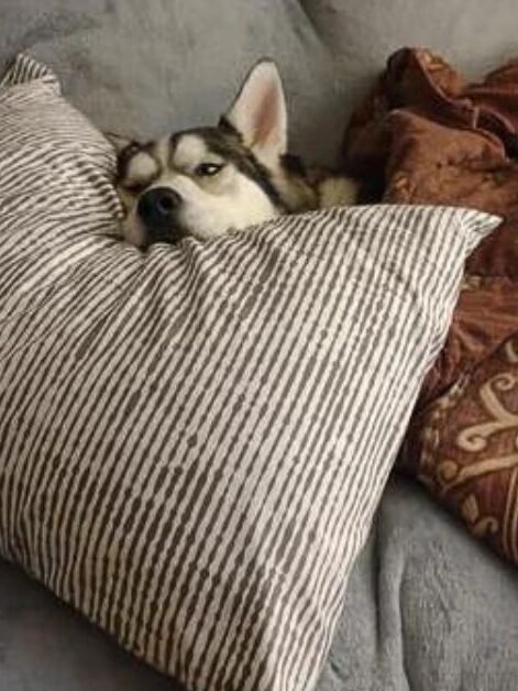 Why Do Dogs Sleep Under Blankets?