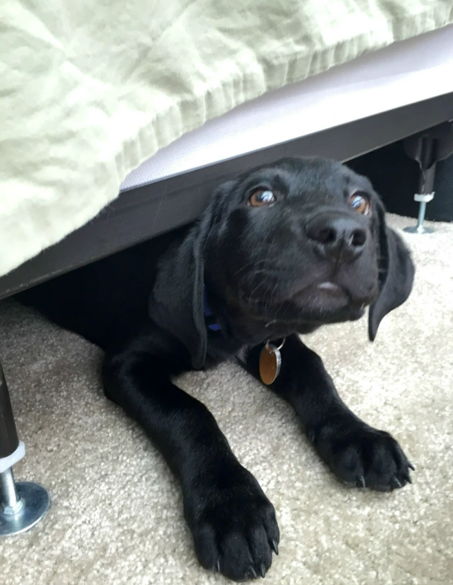 Why Does My Dog Sleep Under My Bed?