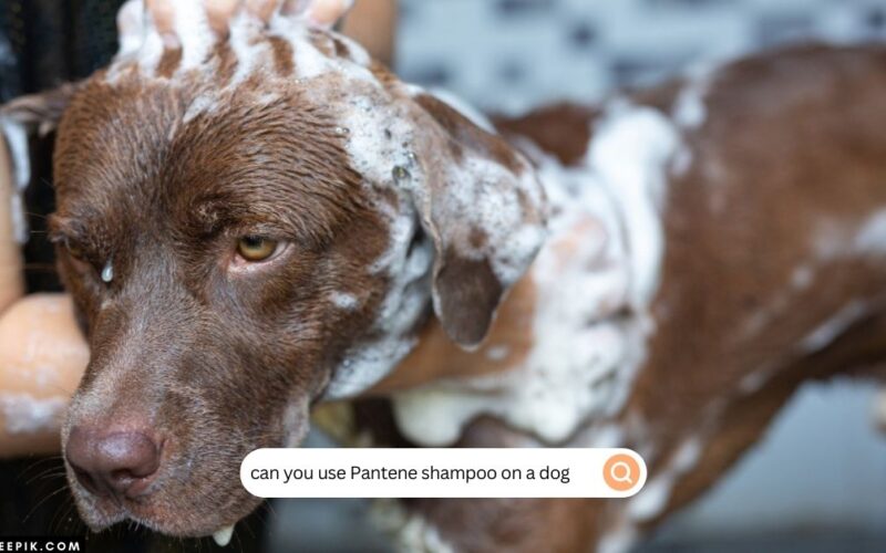 can you use Pantene shampoo on a dog