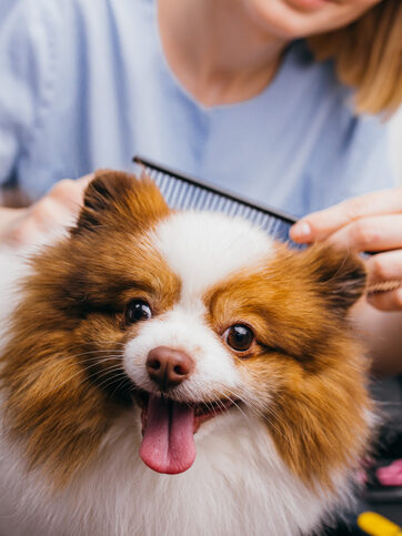 dog love to be groomed: