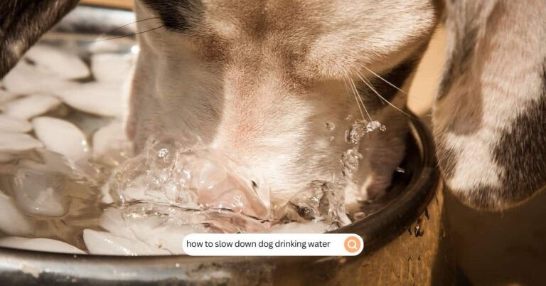 how to slow down dog drinking water
