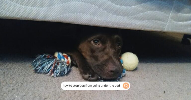 how to stop dog from going under the bed