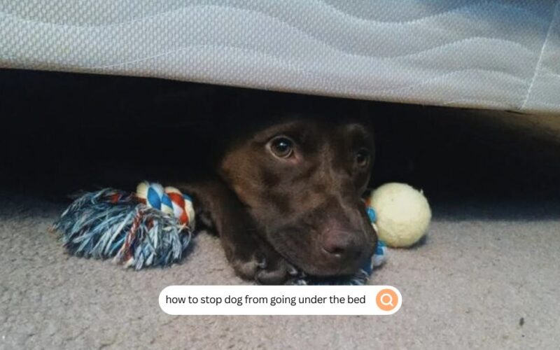 how to stop dog from going under the bed