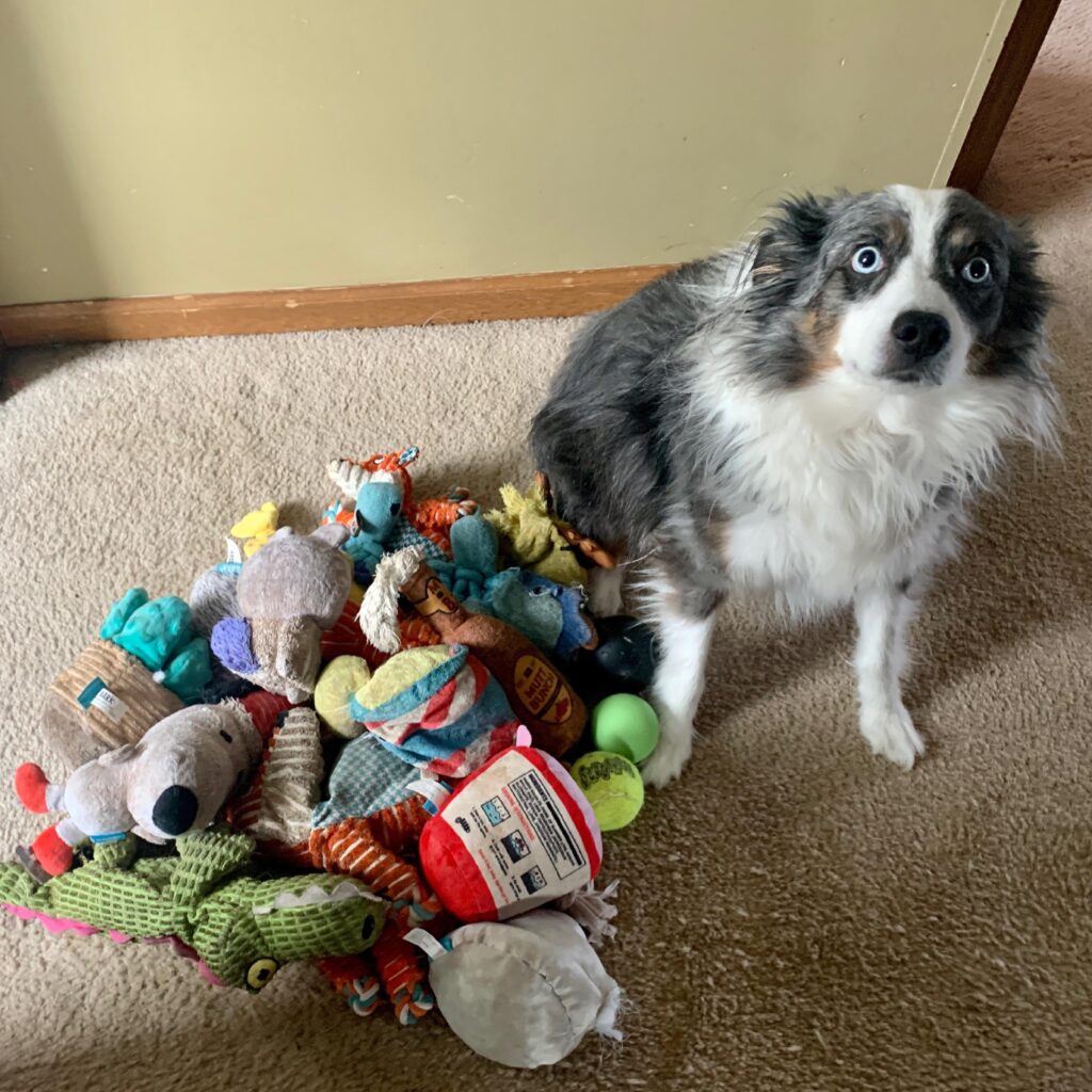 puppy with his toys